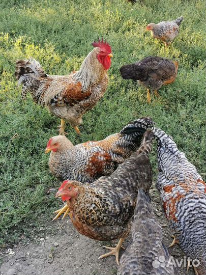 Петушки Белифельдер