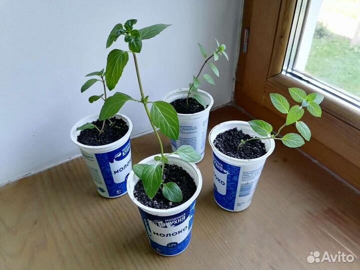 Мята лавандовая и шоколадная