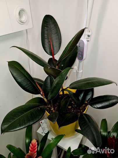 Фикус каучуконосный эластика