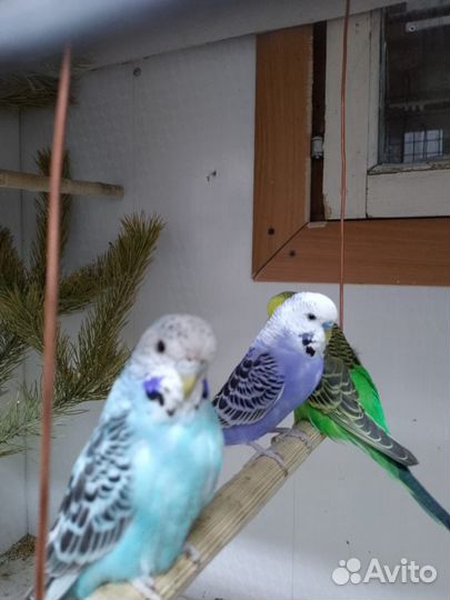 Волнистый попугай