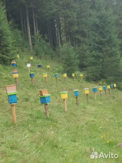 Бакфаст Карника Кордован пчеломатки F1