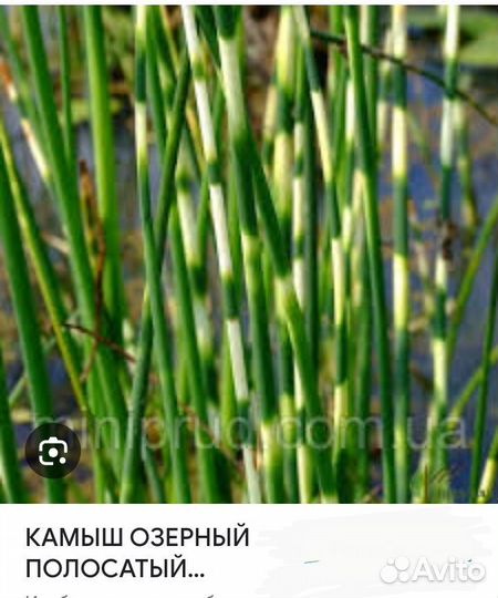 Водяные растения