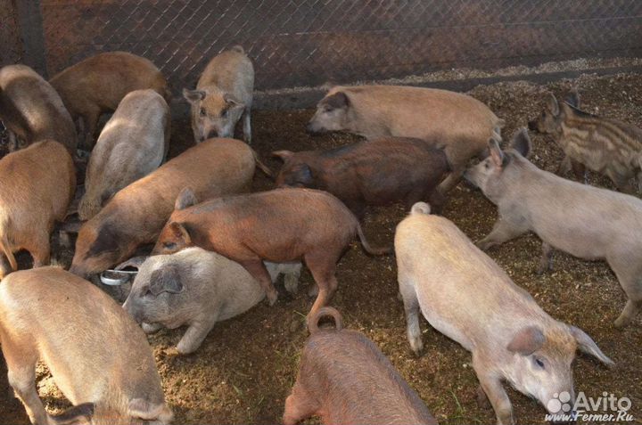 Поросята породистые