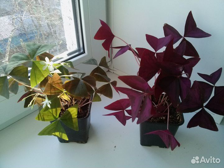 Кислица оксалис