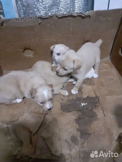 Собаки щенки