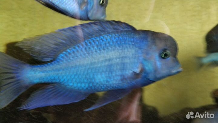 Продам голубых дельфинов