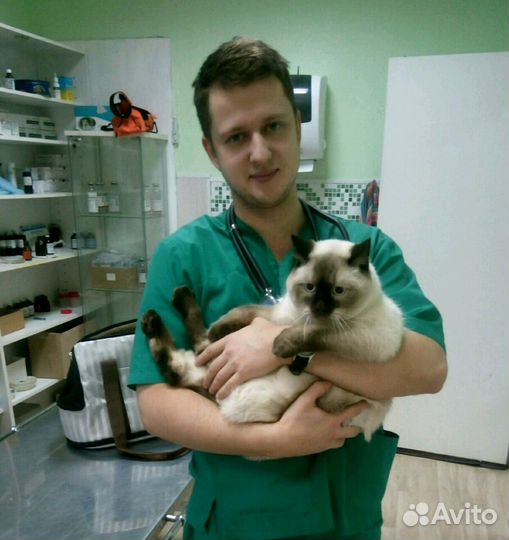 Полная Стерилизация кошки