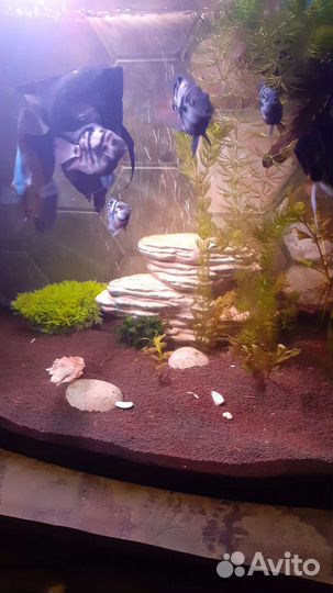 Сапфировый попугай панда