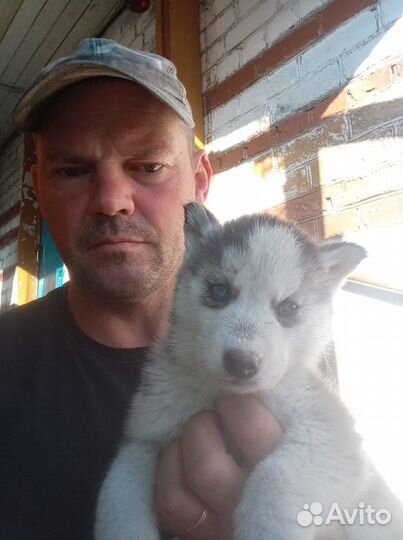 Щенки сибирской хаски
