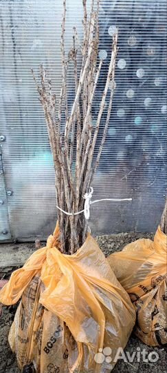 Саженцы смородины красной и черной