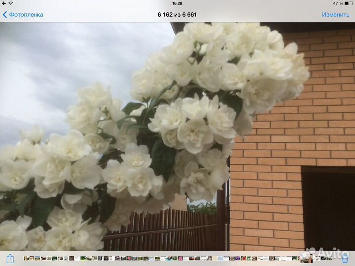 Чубушник(жасмин) повторноцветущий махровый