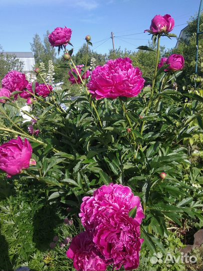 Пион травянистый