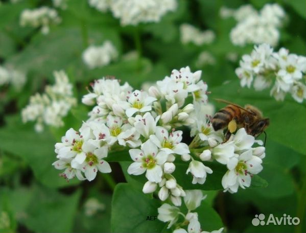 Мёд 24 года из Алтая оптом