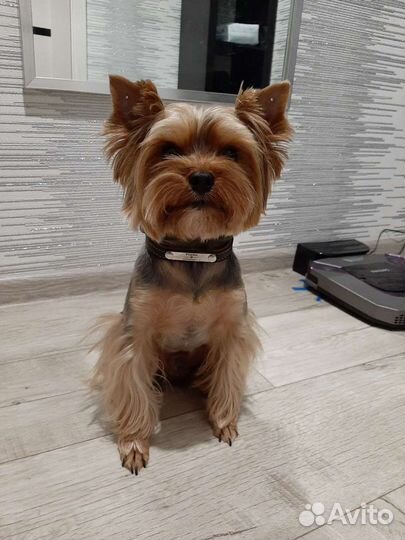 Йоркширский терьер вязка