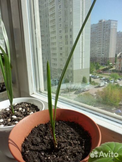 Финиковая пальма