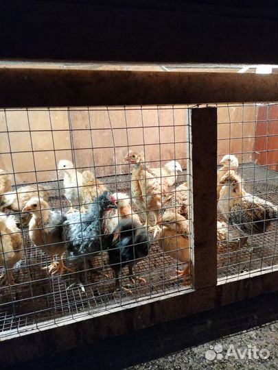 Цыплята 1 месяц