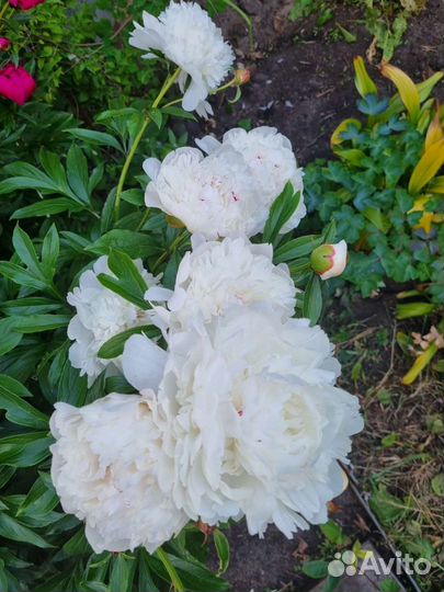 Пионы сортовые саженцы