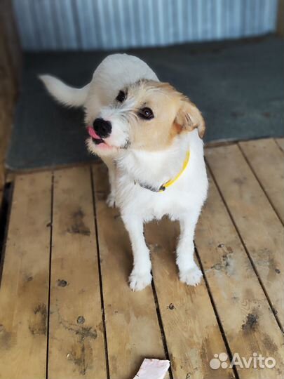 Щенки подростки