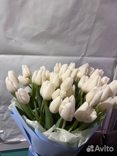 Тюльпаны разных сортов