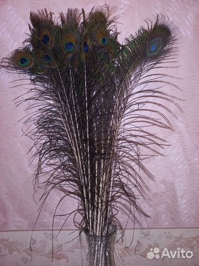 Перья павлина