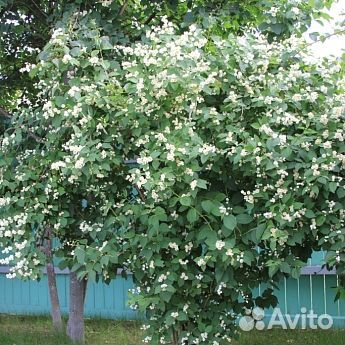 Саженцы Жасмин (чубушник) воздушный Десант