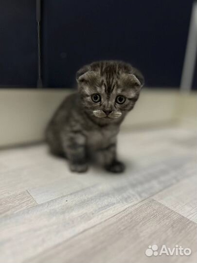 Вислоухие котята