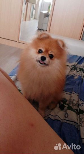 Шпиц померанский. Вязка