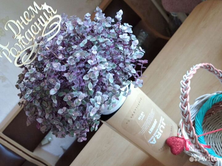 Коллизия розовая пантера