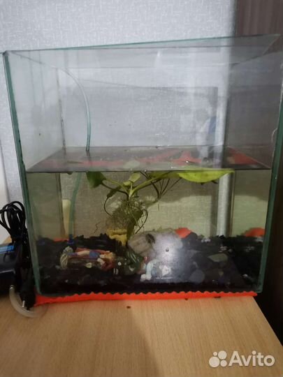 Лягушки три штуки