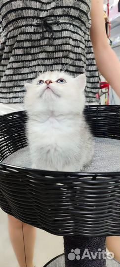 Мальчик британец