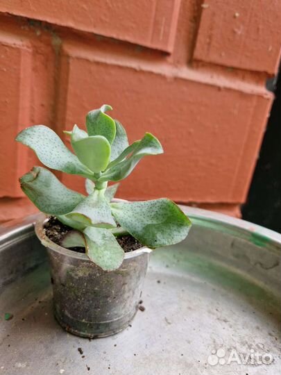 Крассула толстянка хоббит,овата
