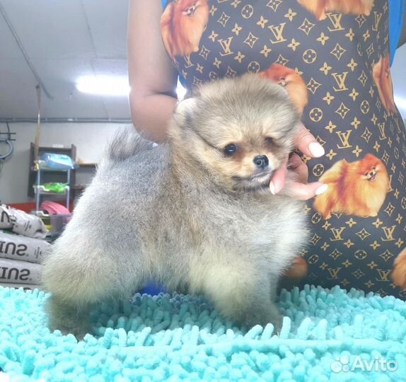 Шпиц Мини мальчик в типе мишка