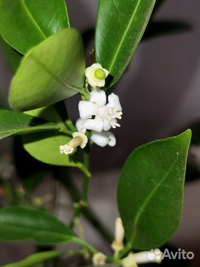 Мандарин Каламондин, плодоносит, мой домашний