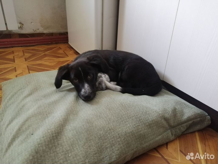 Щенок в хорошие руки