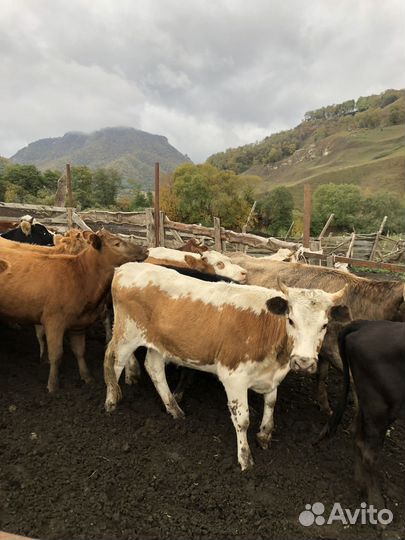 Телки 45 голов