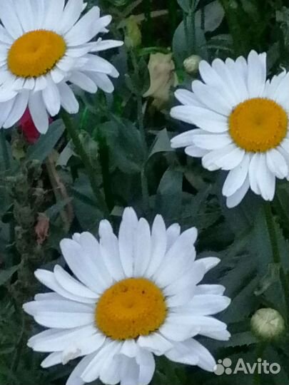 Ромашка белая