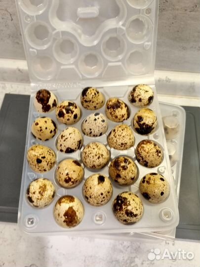 Яйца перепелиные домашние