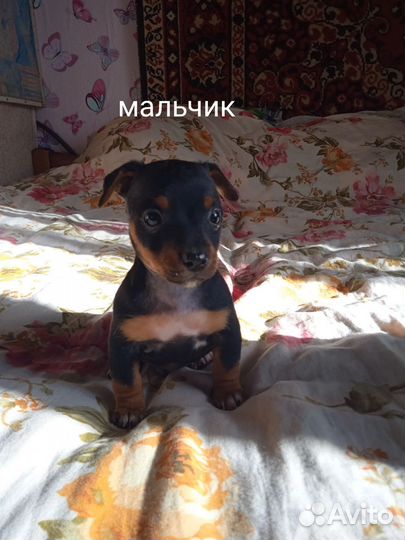 Той-терьер щенки