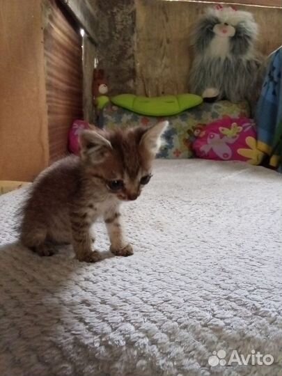 Котенок мальчик бесплатно