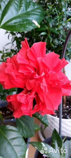 Гибискус китайская роза