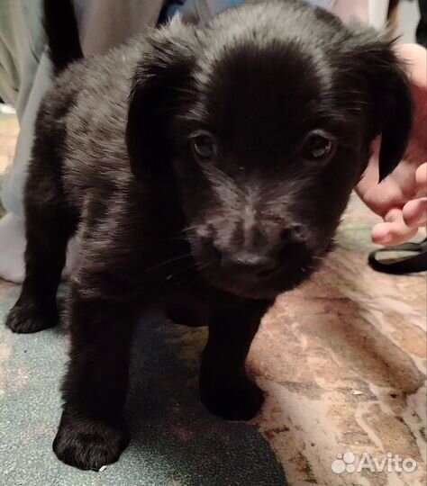 Отдаем щенков в добрые руки