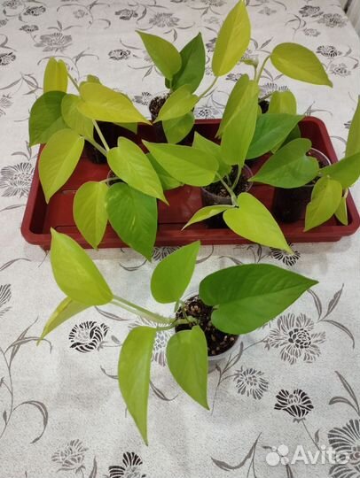 Комнатные растения цветы