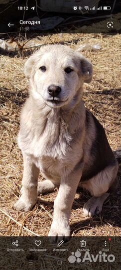 Собаки бесплатно