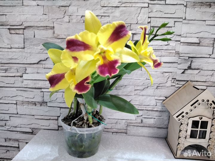 Орхидея каттлея