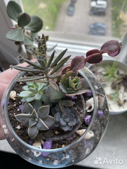 Флорариум с суккулентами