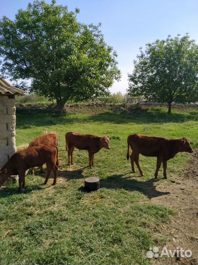 Коровы и телки