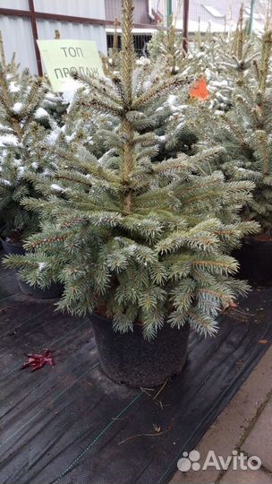 Туя, ель, сосна