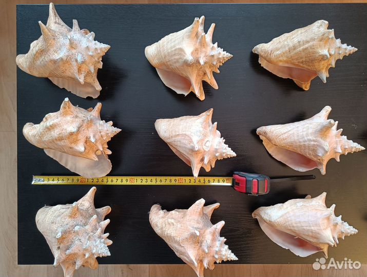 Морские ракушки раковины