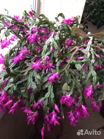 Декабристы сортовые