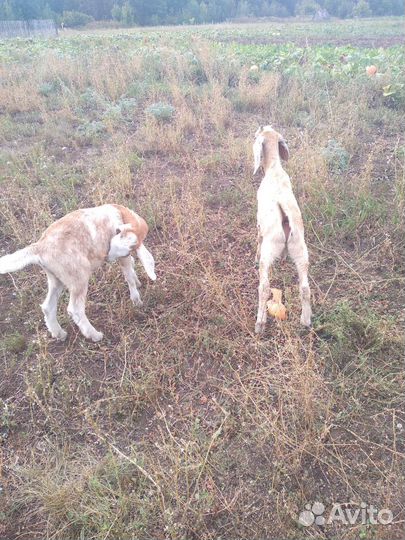 Русская борзая